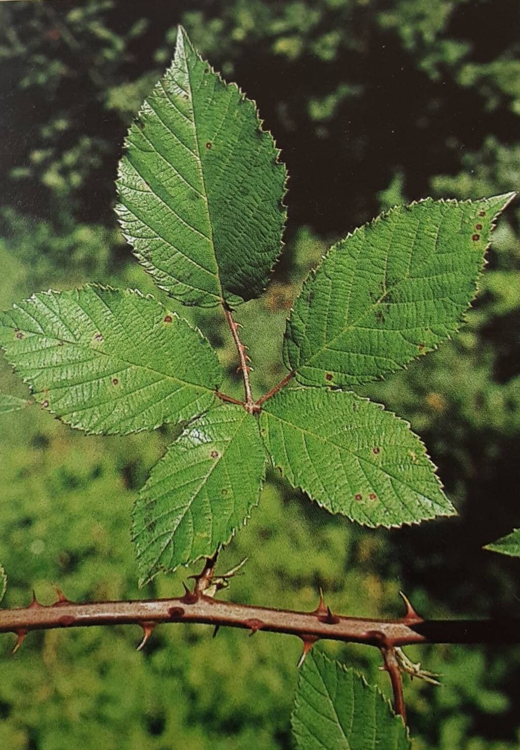 Rubus amiantinus — houseplant care guide