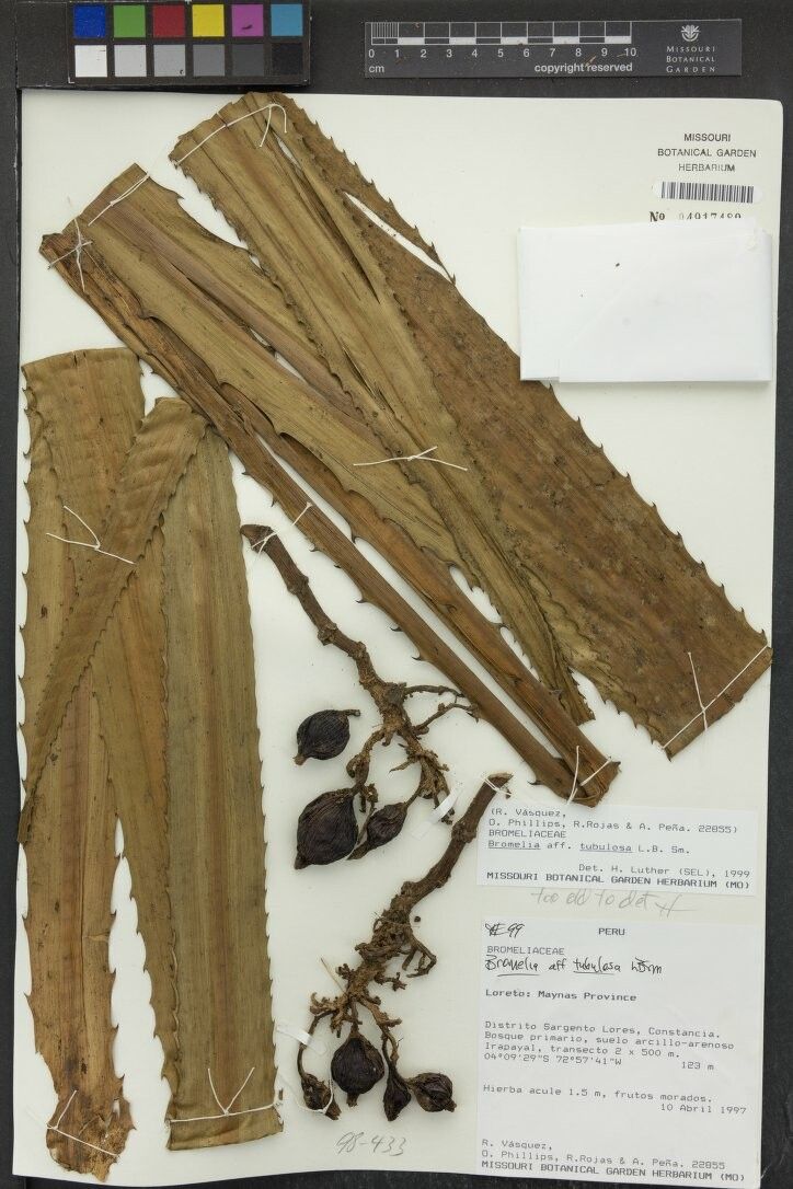 Bromelia tubulosa fruit