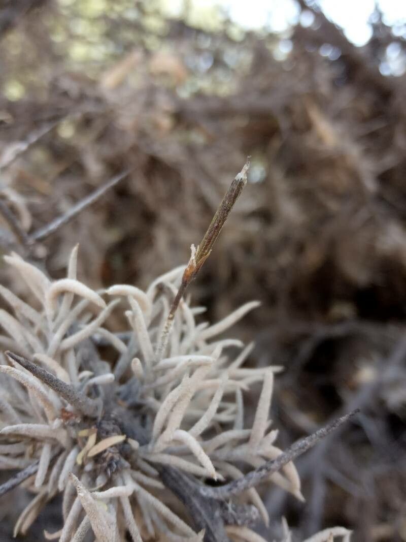 Tillandsia capillaris fruit