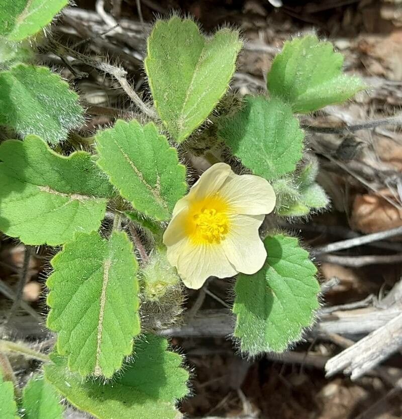 Sida argentina flower