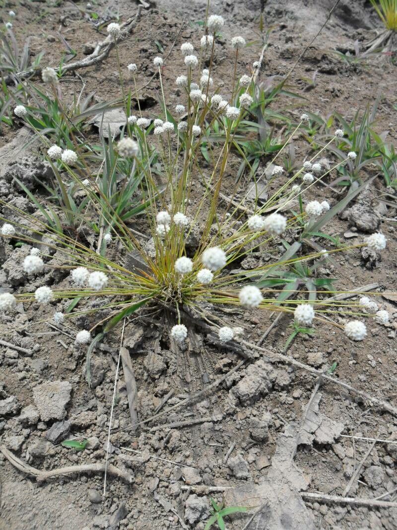 Eriocaulon modestum flower