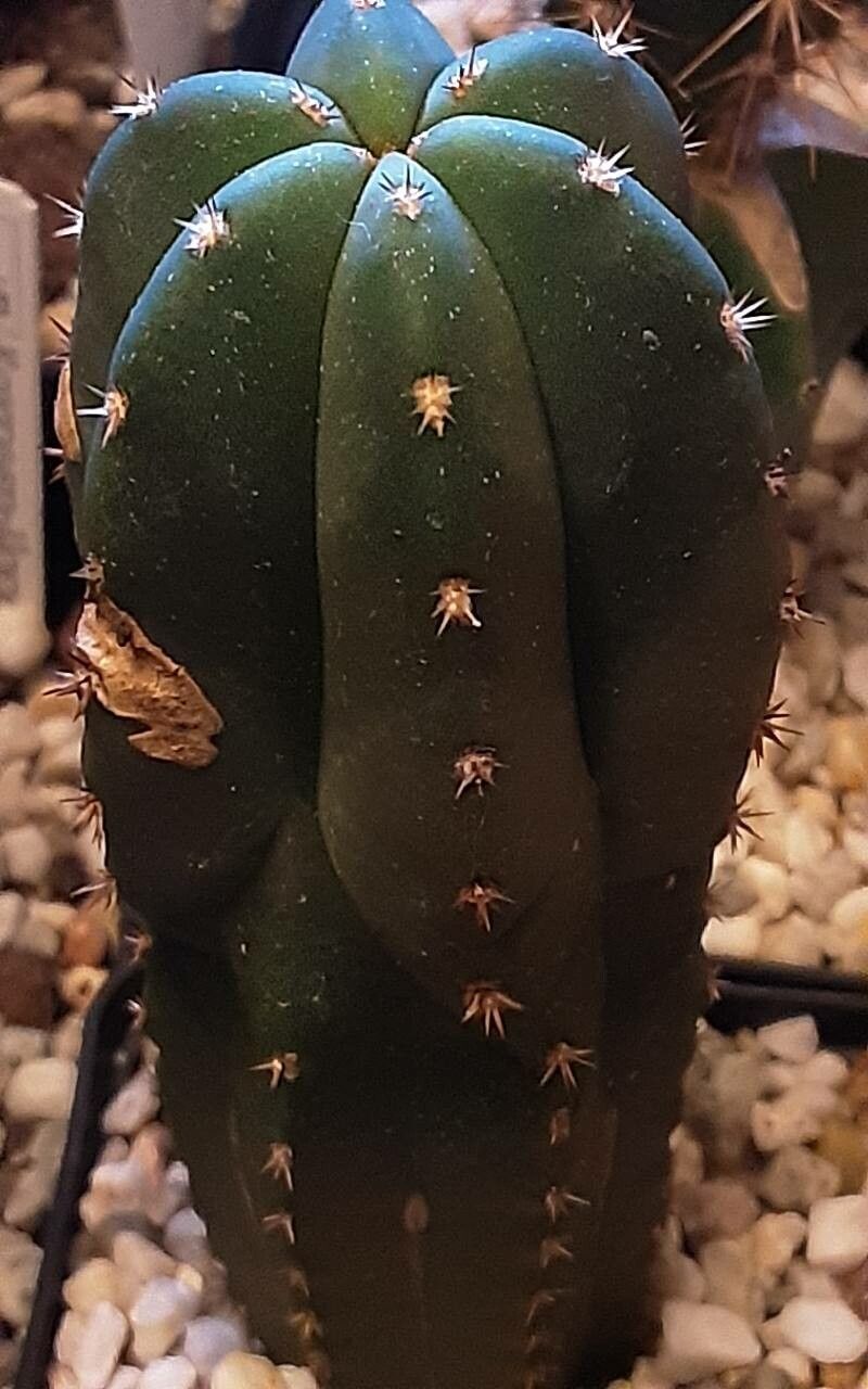 Echinopsis scopulicola habit