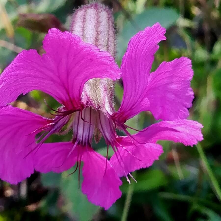 Silene elisabethae flower