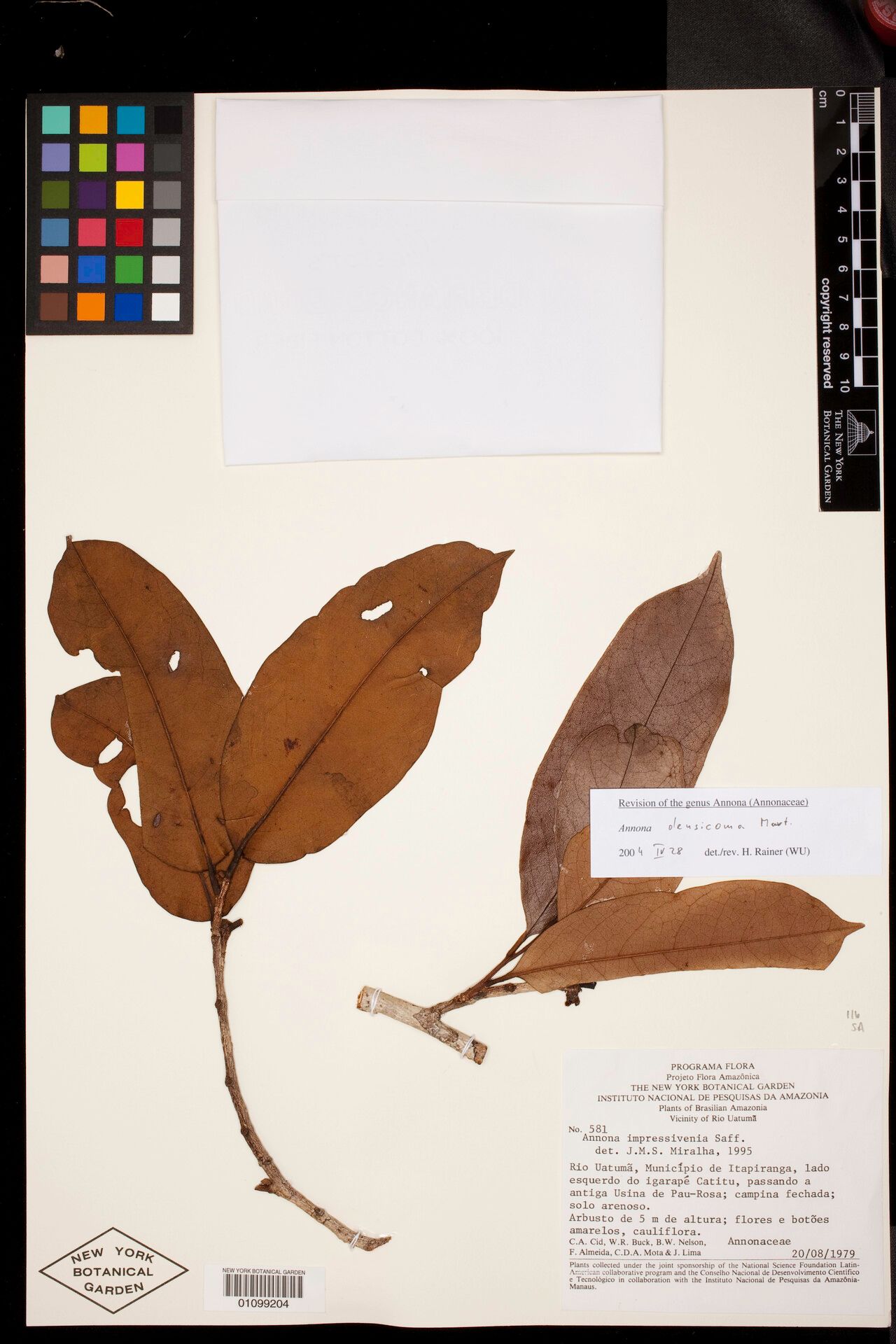 Annona densicoma leaf