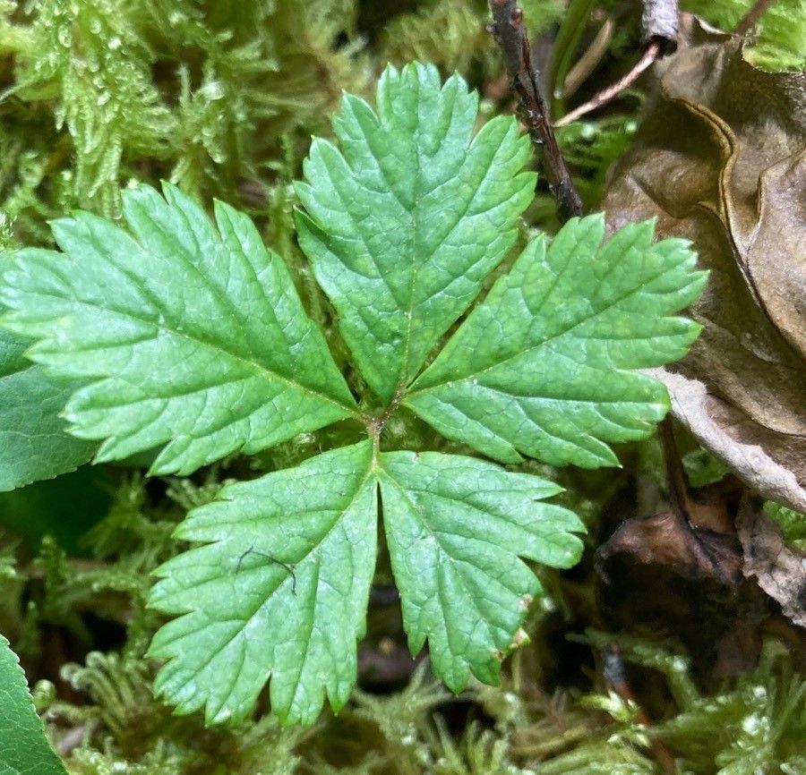 Rubus pedatus leaf