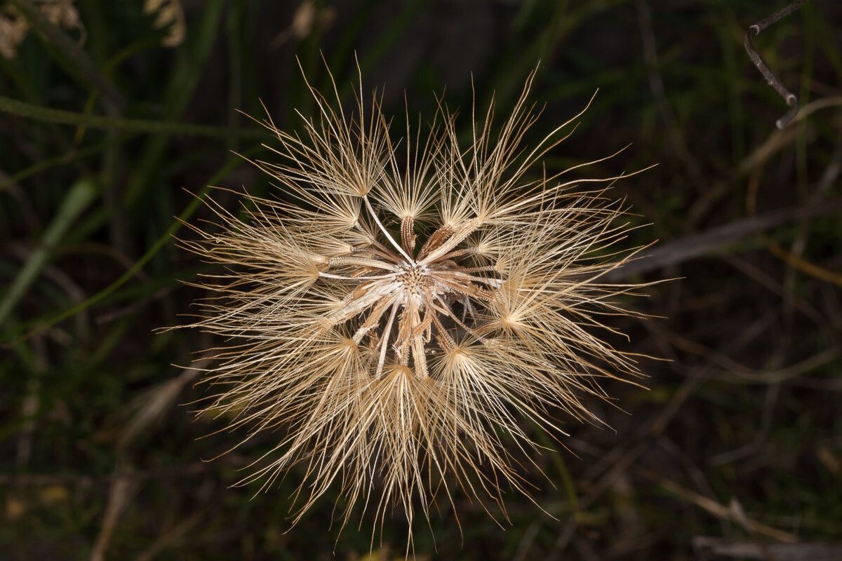 Scorzonera villosa fruit