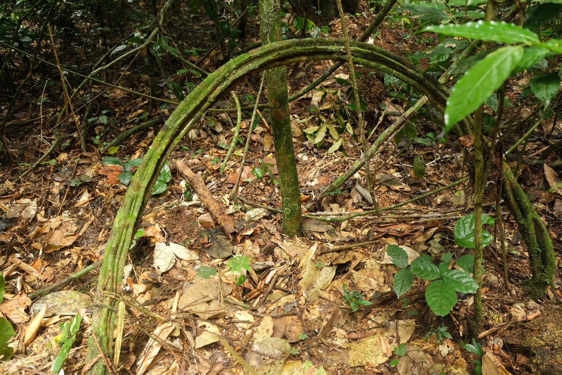 Senegalia kamerunensis habit