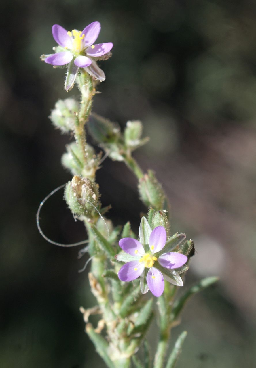 Spergula nicaeensis — houseplant care guide