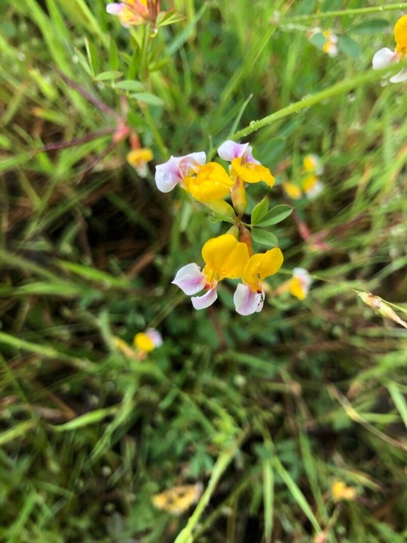 Hosackia gracilis — search result for 'Lotus'