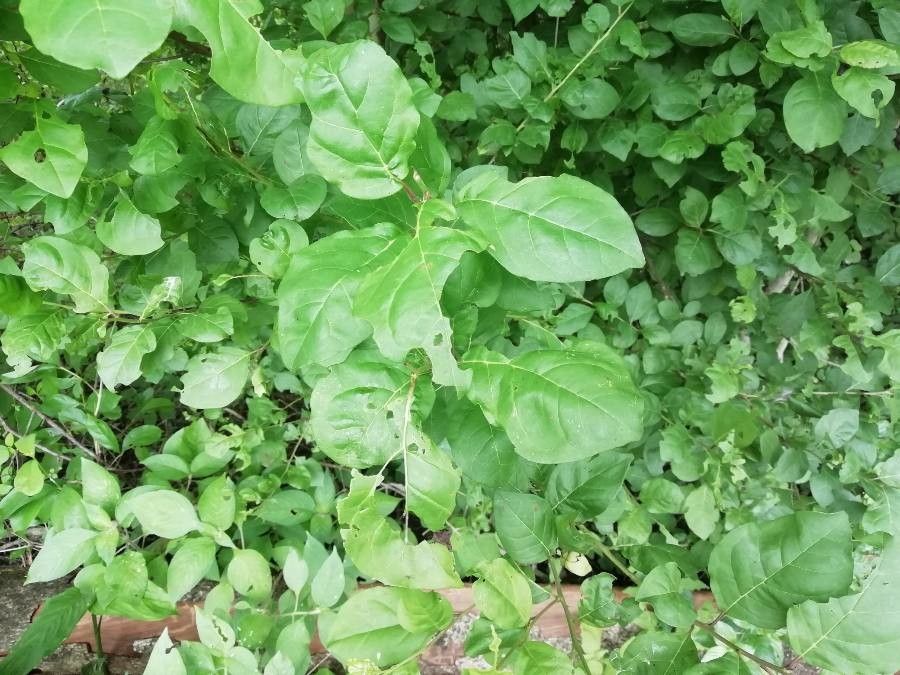 Bourreria quirosii — houseplant care guide