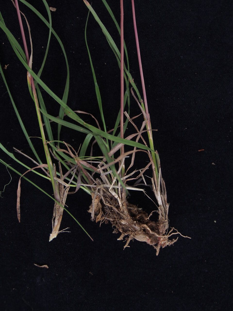 Andropogon munroi habit