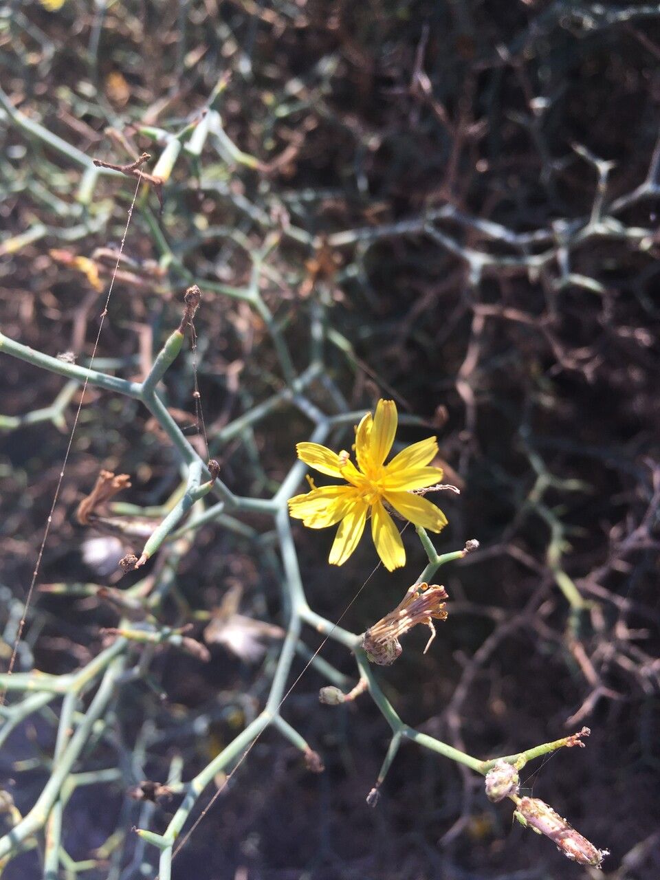 Launaea arborescens flower