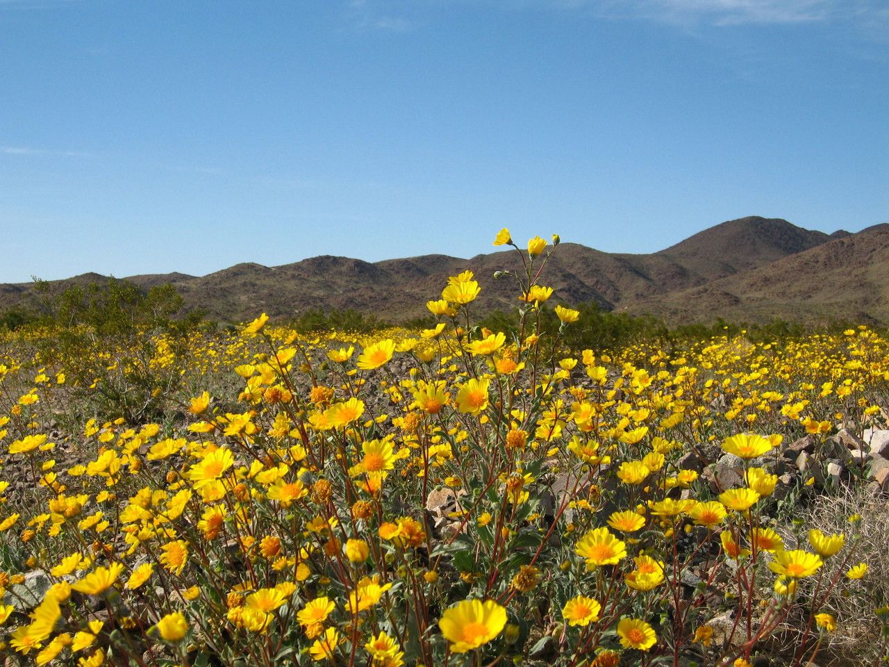 Geraea canescens flower