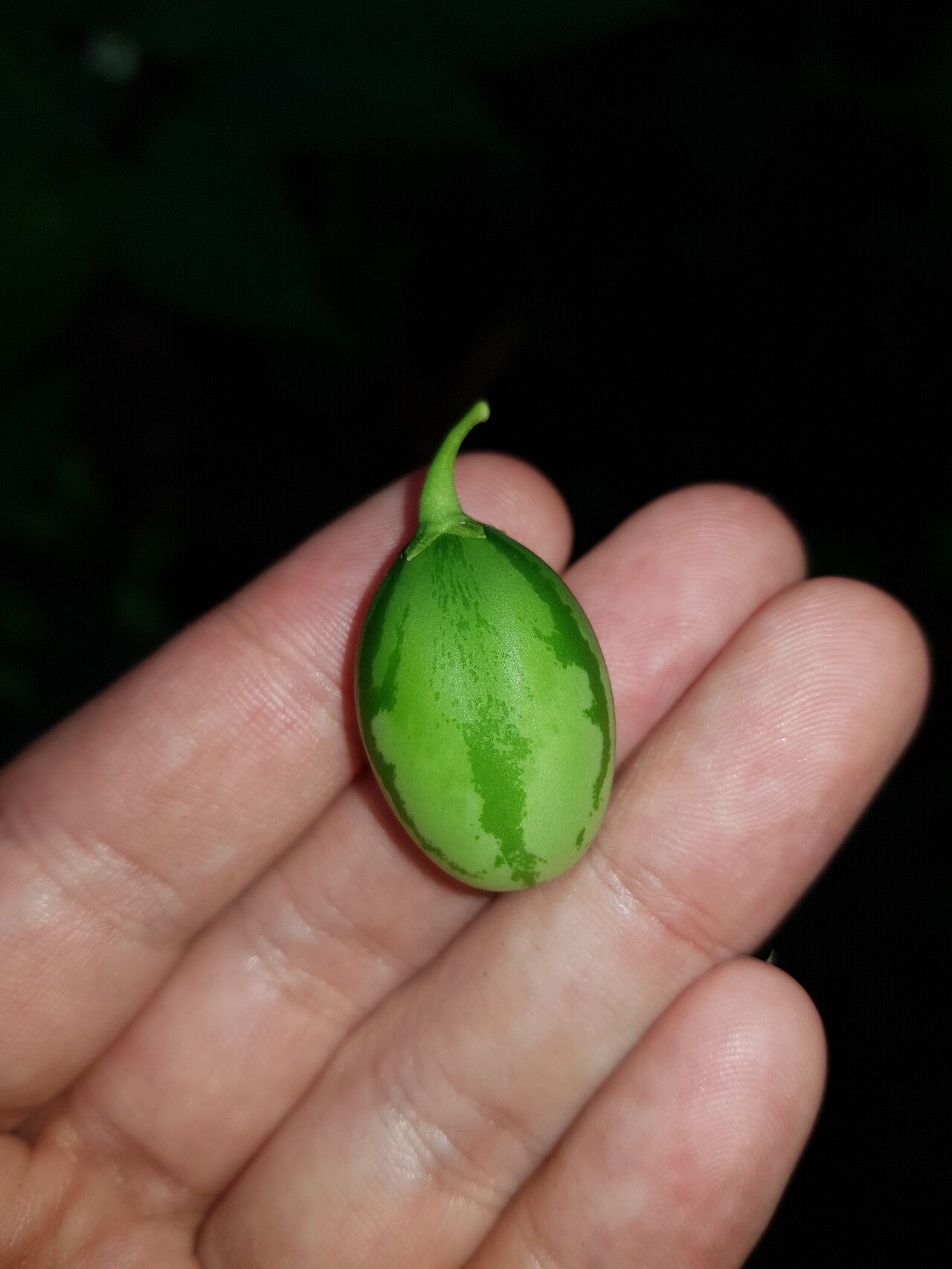 Solanum allophyllum fruit