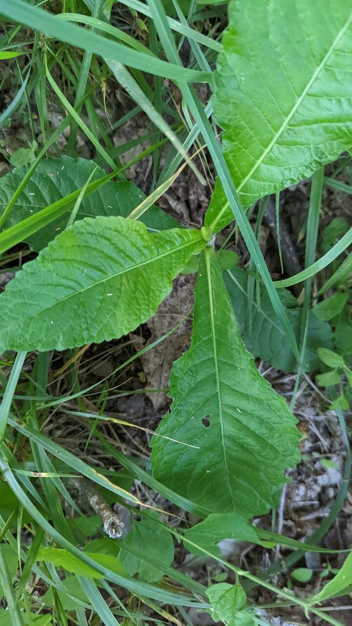 Elephantopus carolinianus leaf