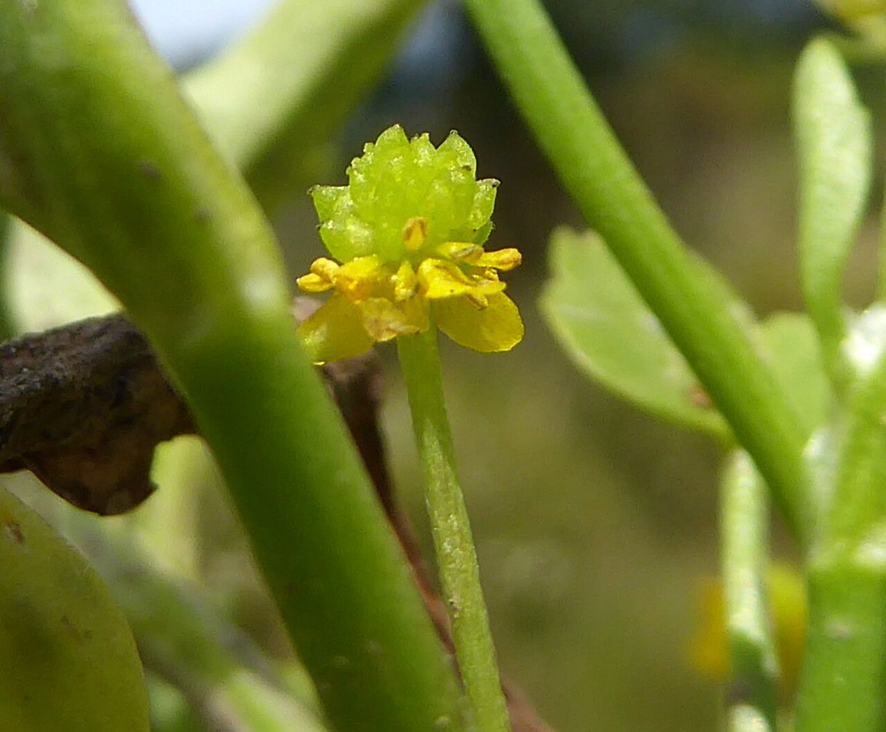 Ranunculus ophioglossifolius fruit