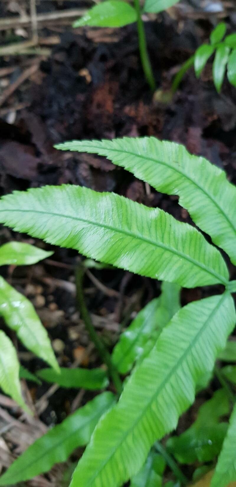 Angiopteris lygodiifolia leaf