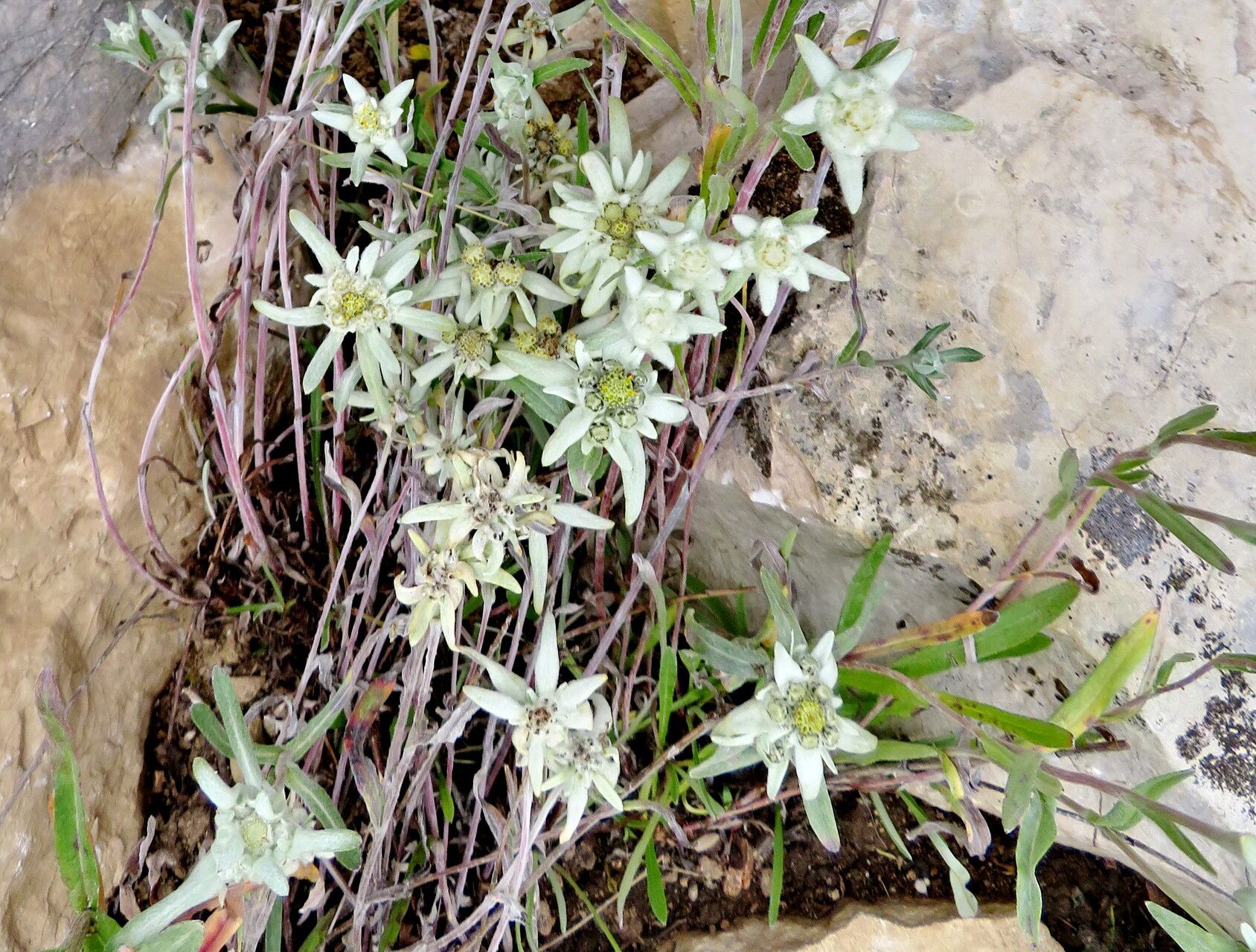 Filago congesta habit