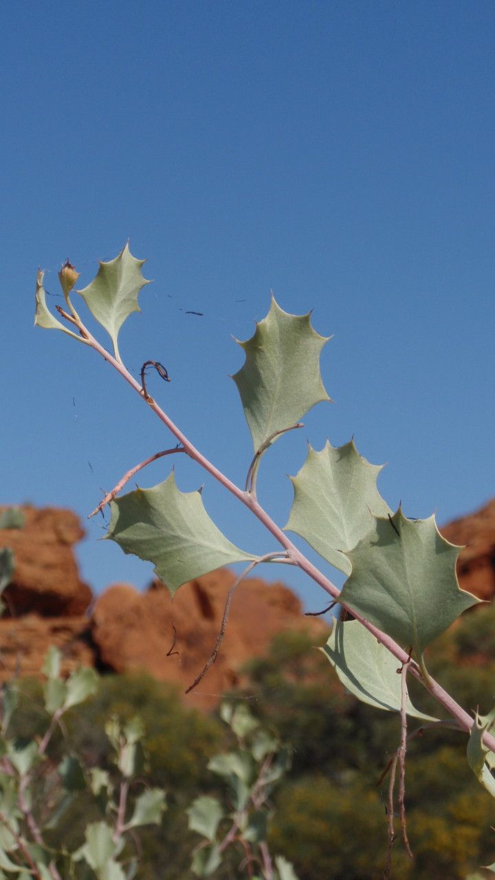 Grevillea wickhamii — search result for 'Grevillea'