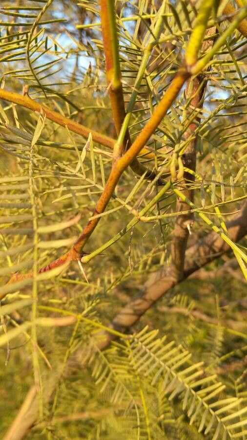 Prosopis chilensis leaf