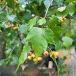 Crataegus phaenopyrum