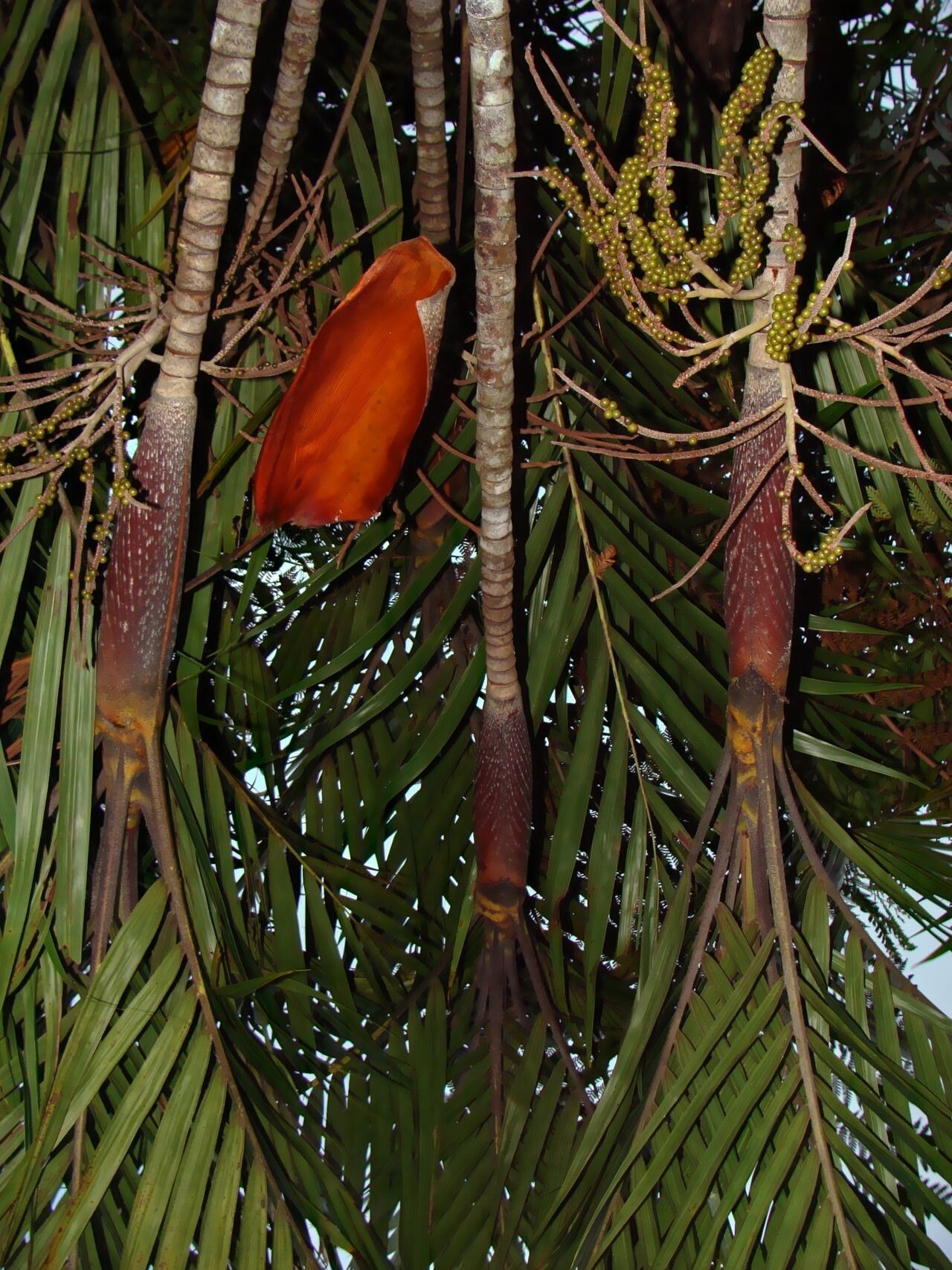 Basselinia glabrata fruit