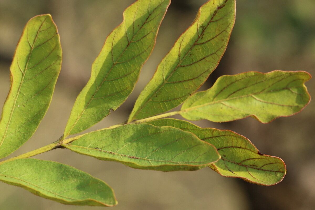 Lannea gossweileri leaf