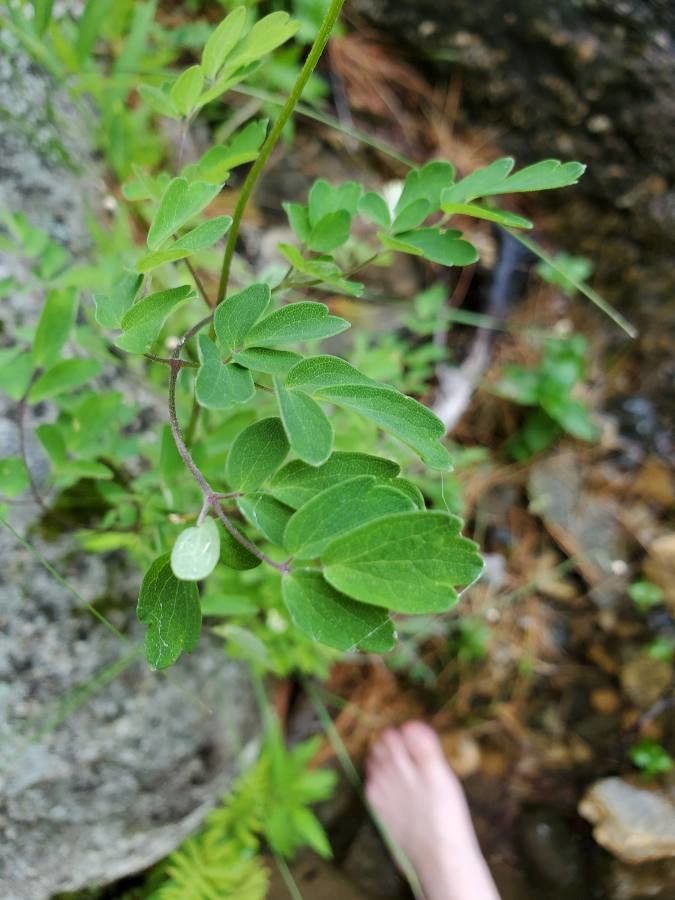 Thalictrum pubescens leaf