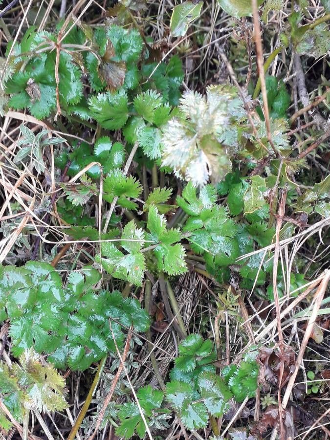 Poterium sanguisorba