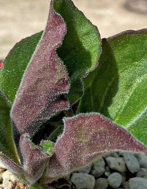 Aeollanthus subacaulis — houseplant care guide