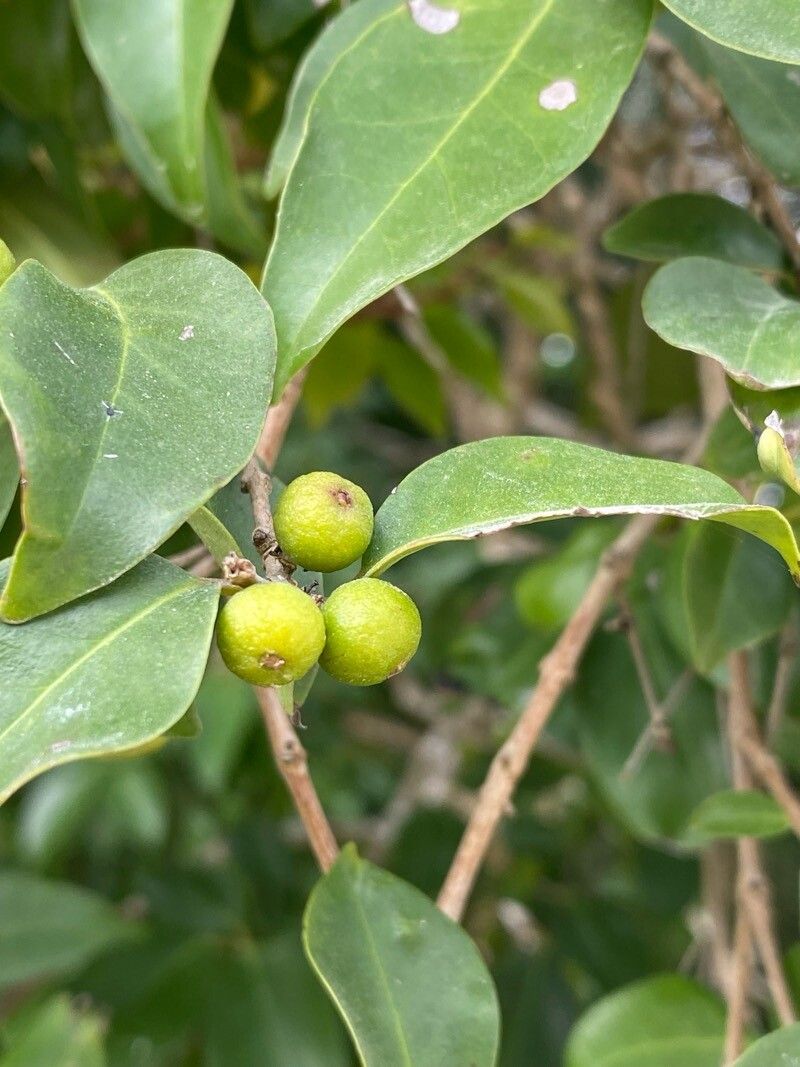 Eugenia axillaris fruit