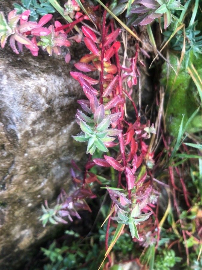 Arenaria grandiflora leaf