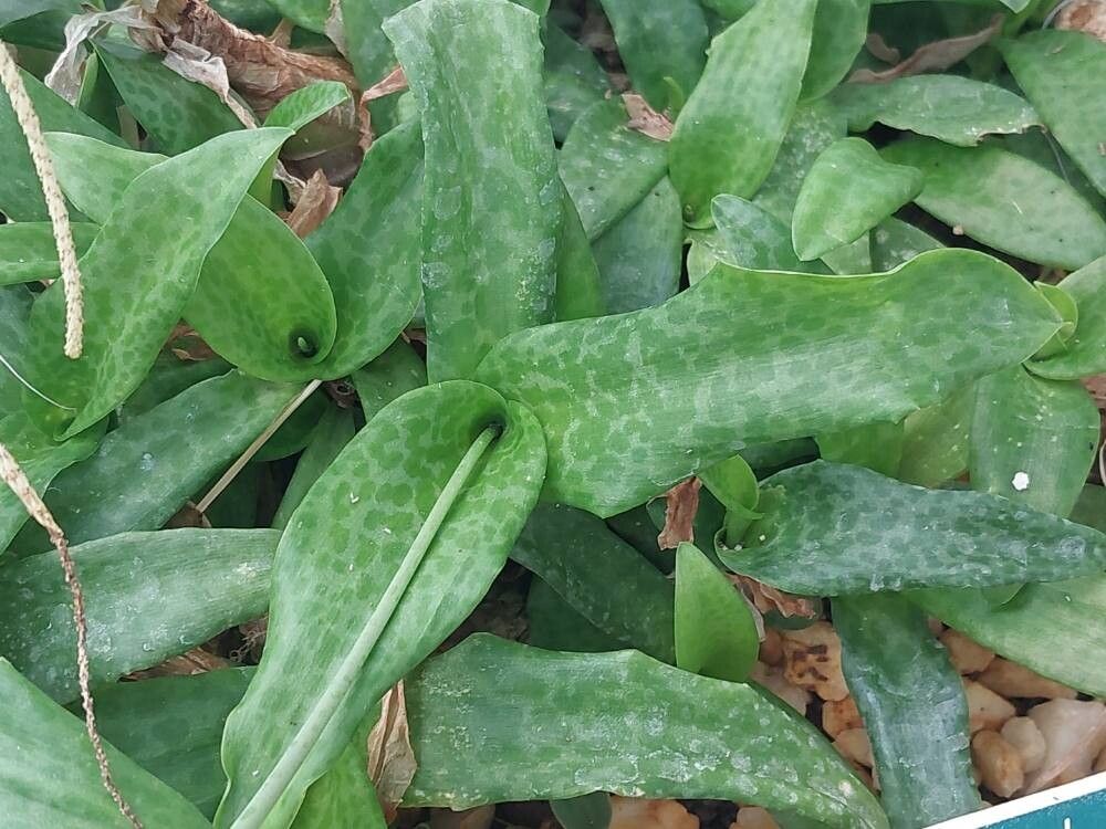 Ledebouria concolor leaf