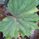 Begonia minor