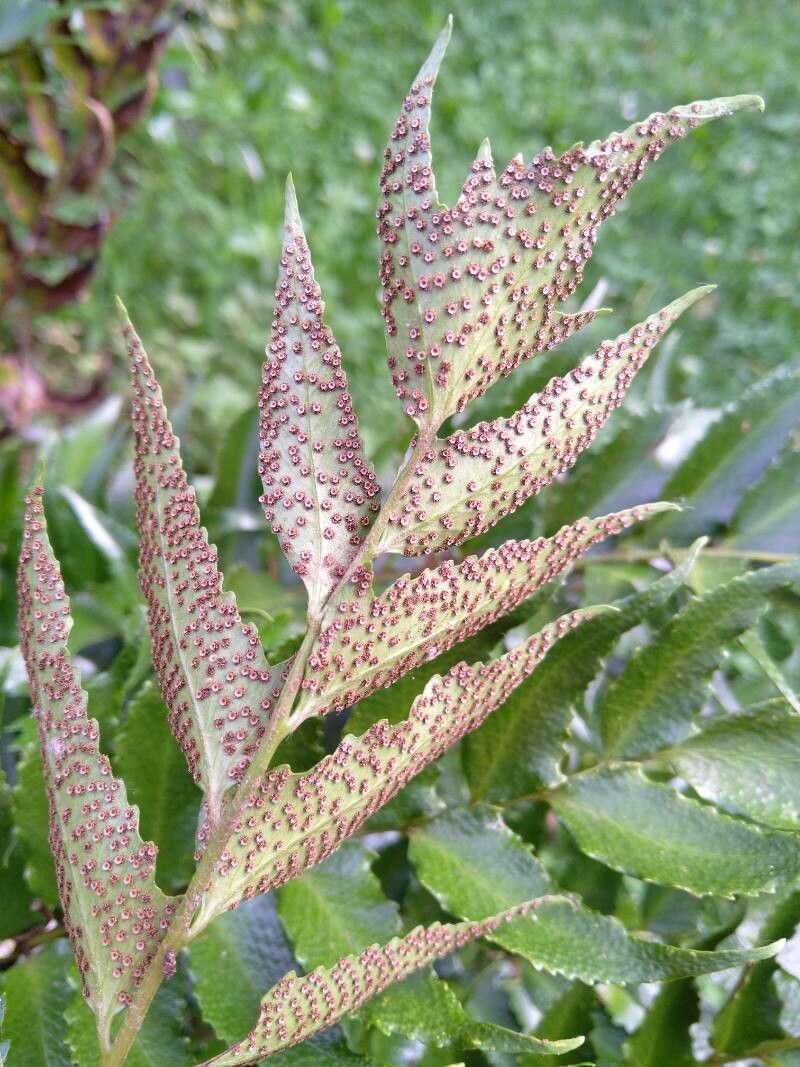 Cyrtomium falcatum flower