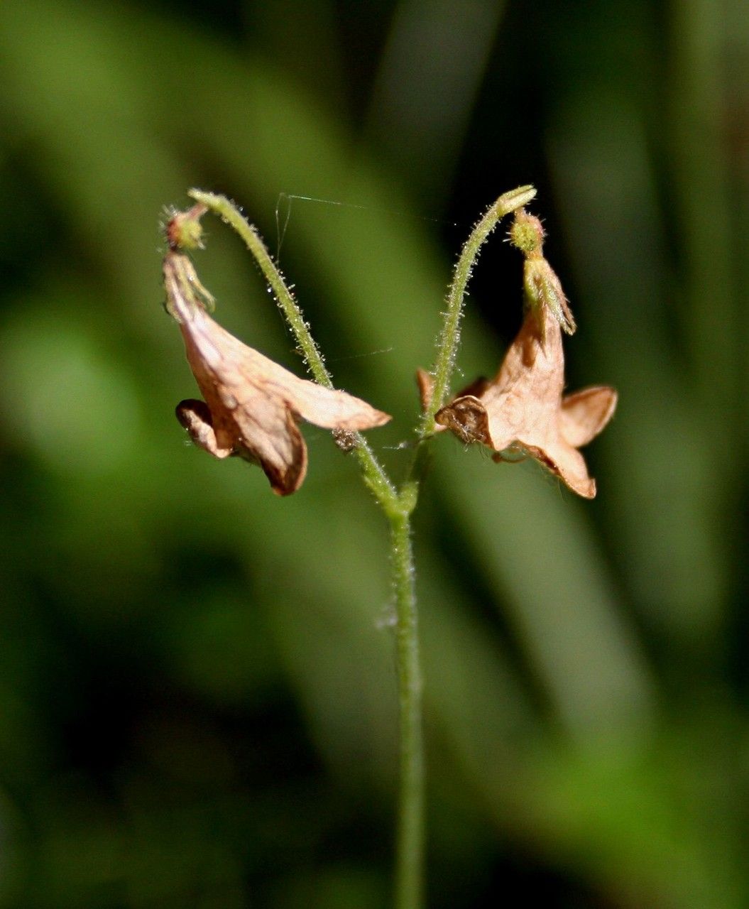 Linnaea borealis fruit