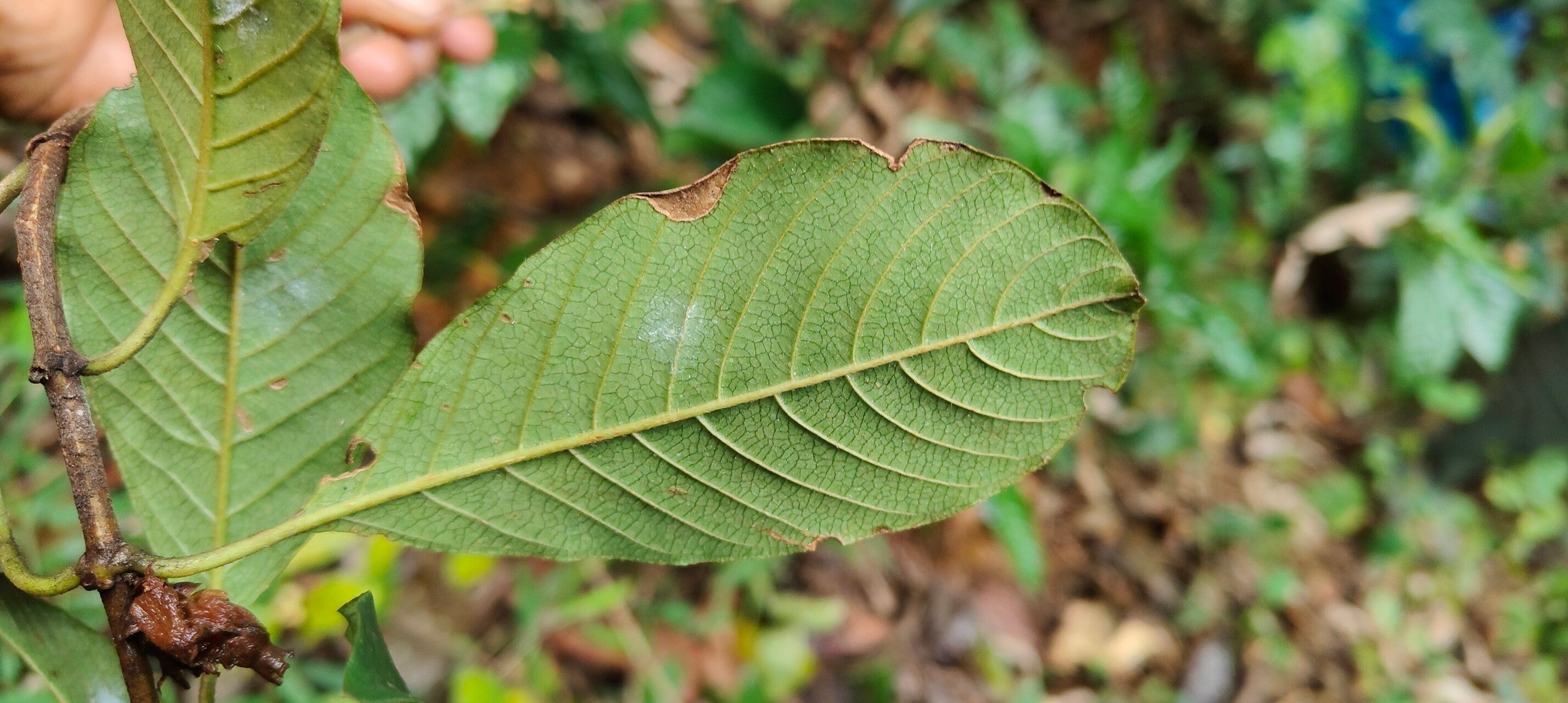 Sabicea trigemina — houseplant care guide