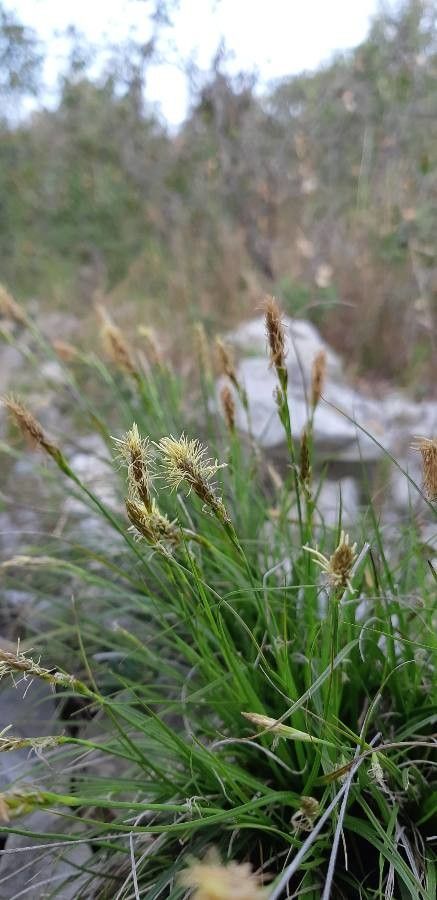 Carex ferruginea flower