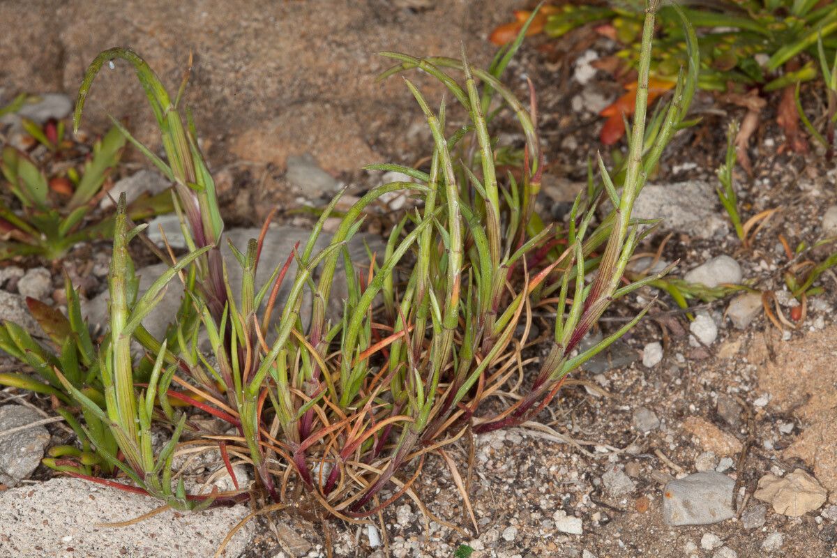 Parapholis incurva bark