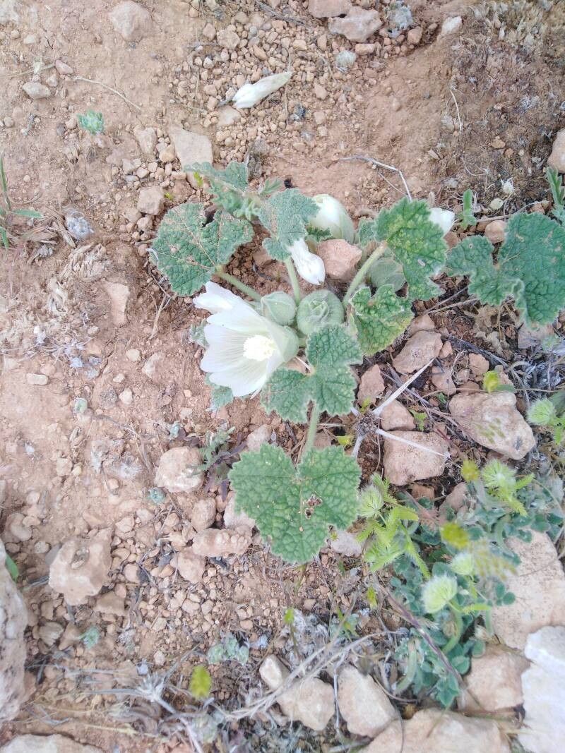 Alcea acaulis other