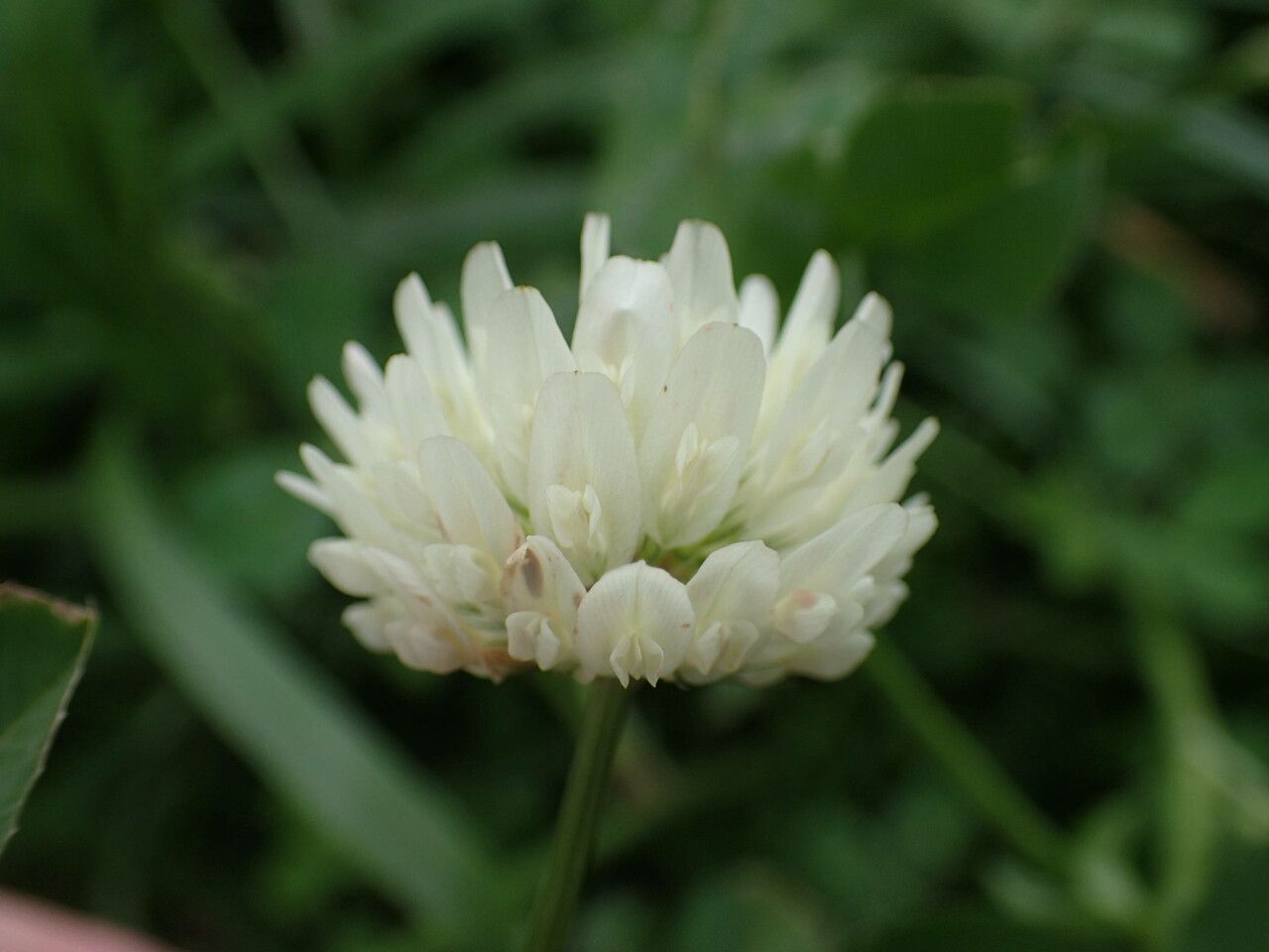 Trifolium alexandrinum flower