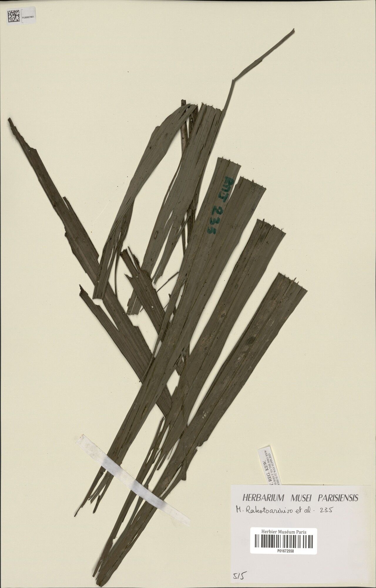 Dypsis moorei — houseplant care guide