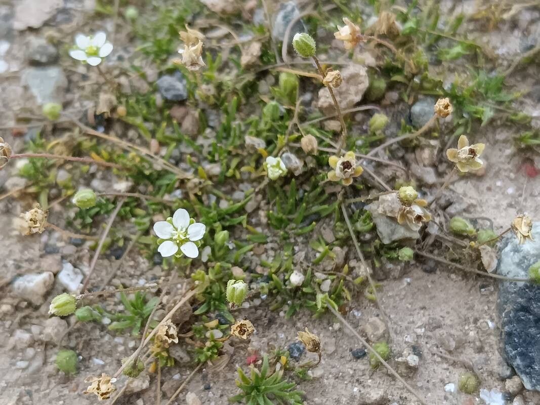 Sagina revelierei flower