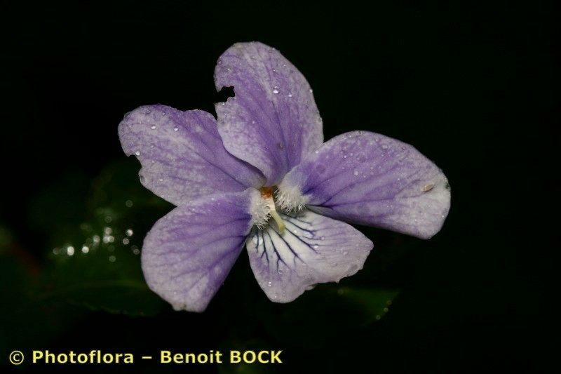 Viola anagae flower