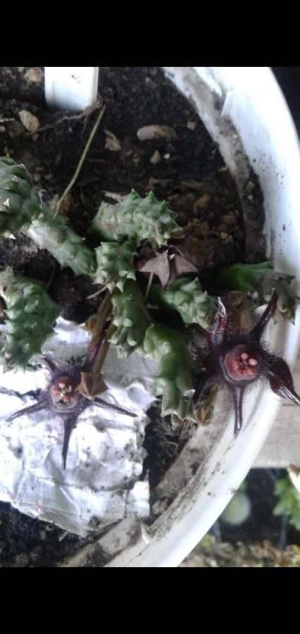 Duvalia caespitosa flower