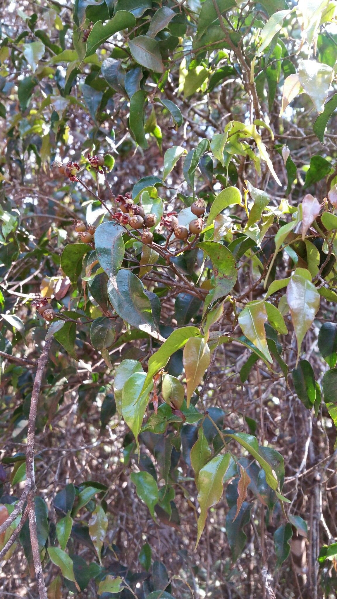 Leptolaena multiflora habit