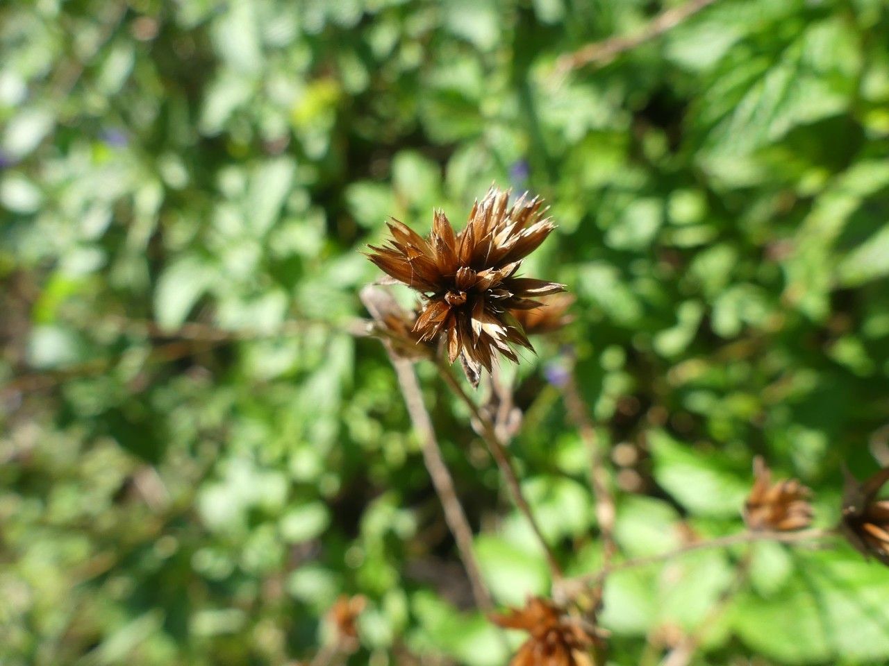Elephantopus mollis fruit