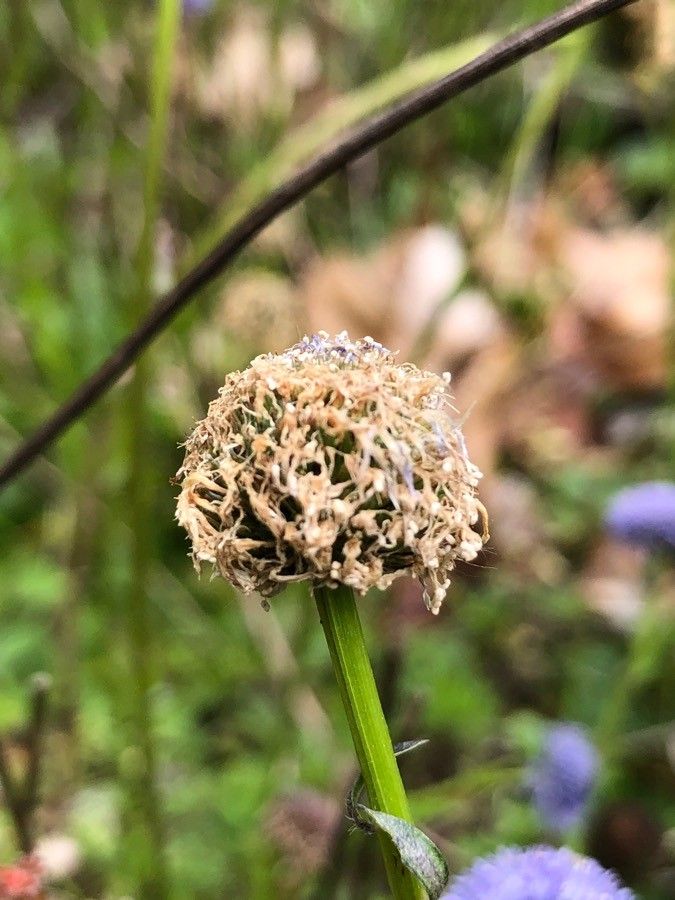 Globularia bisnagarica fruit