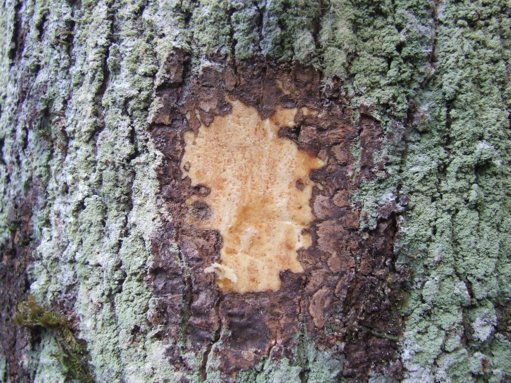 Symplocos arborea bark