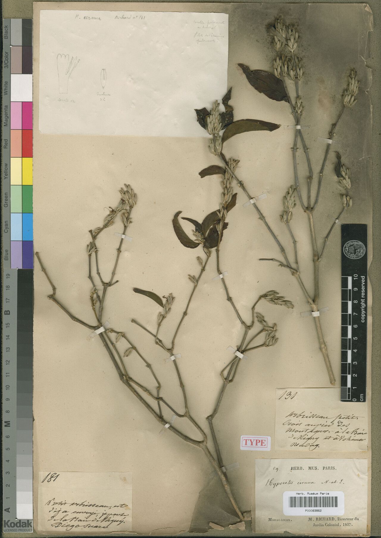 Hypoestes cernua — houseplant care guide